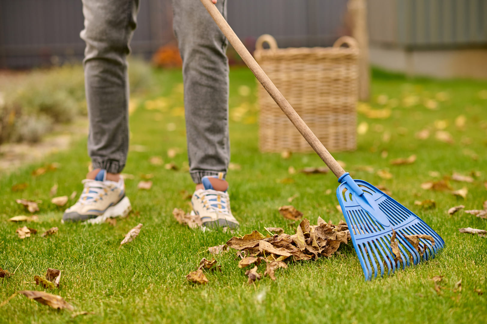 Ramassage de feuilles mortes sur une pelouse par un paysagiste