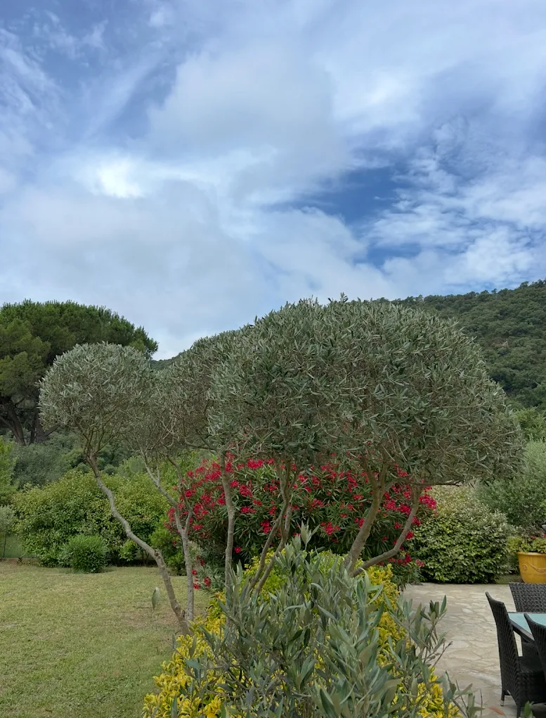 Taille en forme d'un arbre à Grasse