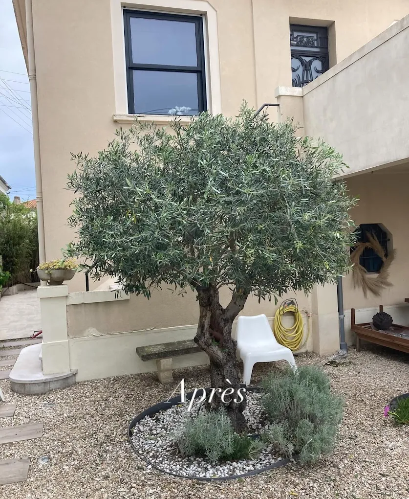 Olivier après taille par Horizon Jardin à Cannes